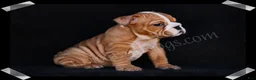 English Bulldog dogs for sale: Muffin - Ad 6