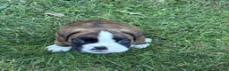 Boxer dogs for sale: Bella - Ad 10