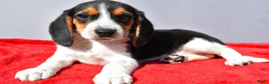Domino