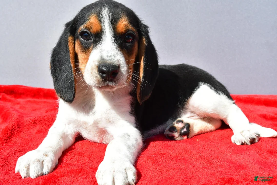 Beagle dogs for sale: Domino - Ad 1