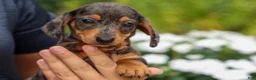 Miniature Dachshund dogs for sale: Holly 🌸 - Ad 4