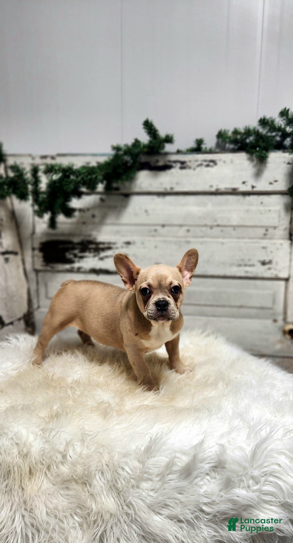 French Bulldog dogs Candace - Ad 9