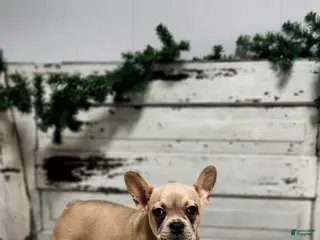 French Bulldog dogs Candace - Ad 9