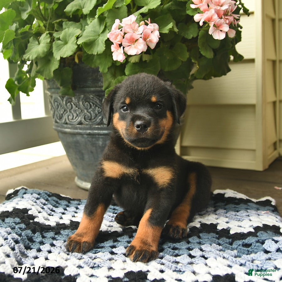 Rottweiler dogs Marmalade - Ad 2