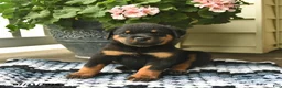 Rottweiler dogs for sale: Marmalade - Ad 2