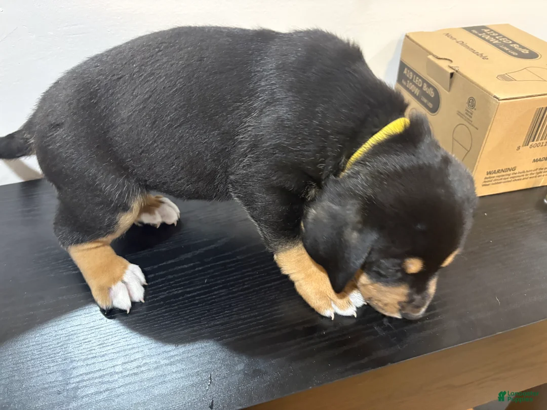 Mixed Breed dogs for sale: Calliope  - Ad 1