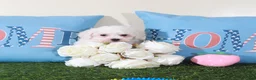 Bichon Frise dogs for sale: Phoebe-Sweet Little Female Bichon Frise Puppy - Ad 3