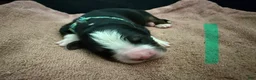 Bernese Mountain Dog dogs for sale: Teal - Ad 12