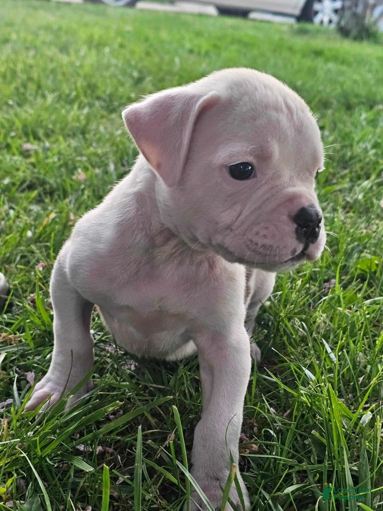 American Bulldog dogs American Bulldog Puppy 1 - Ad 12