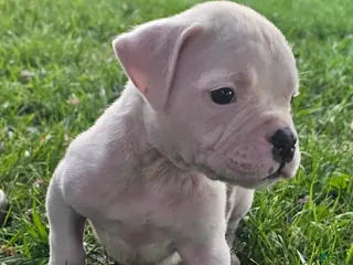 American Bulldog dogs American Bulldog Puppy 1 - Ad 12