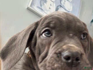 Cane Corso dogs Cane Corso Puppy 3 - Ad 36