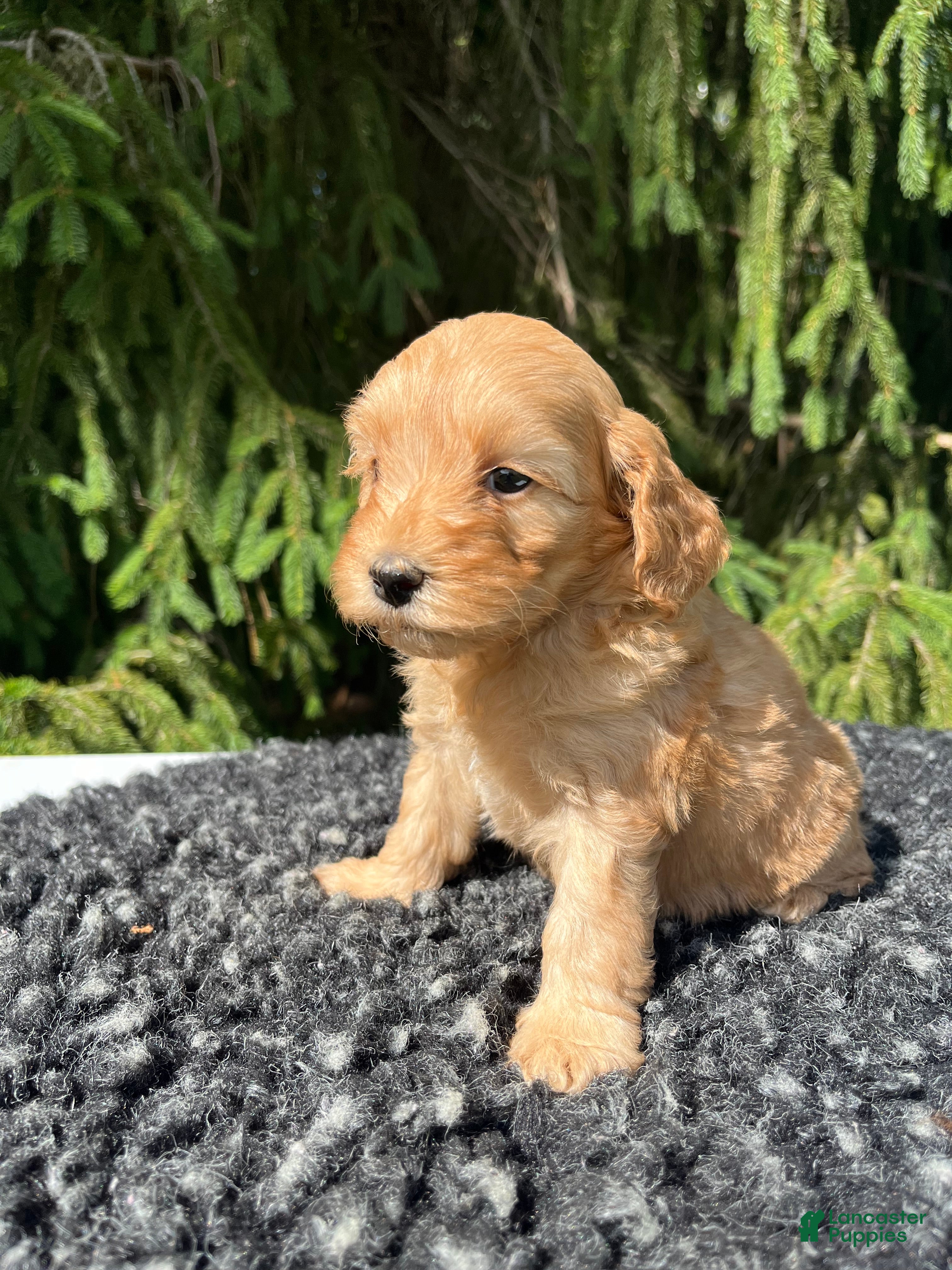 Mini Goldendoodle dogs Daisy - Ad 2