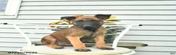 Belgian Malinois dogs for sale: Happy - Ad 2