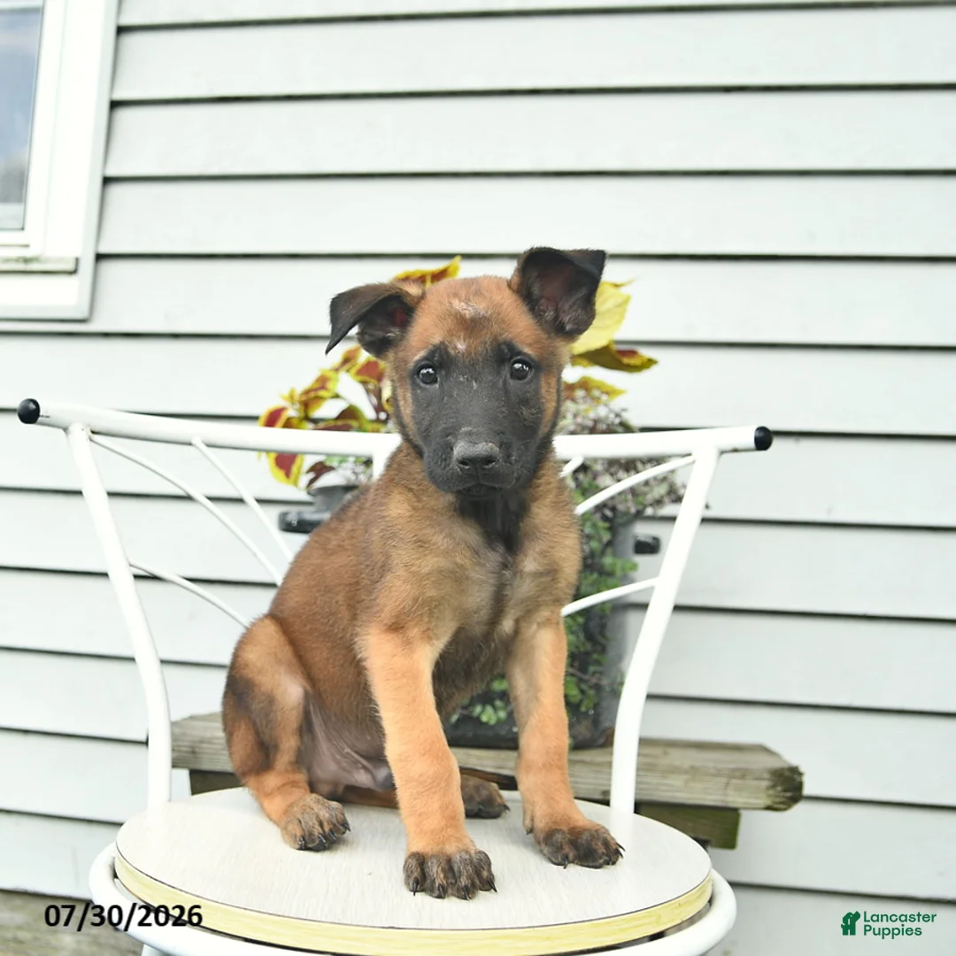 Belgian Malinois dogs for sale: Happy - Ad 2