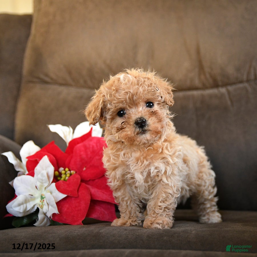 Teddy Bear dogs Lollipop - Ad 11