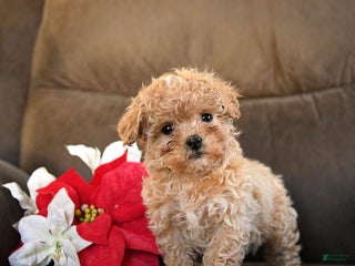 Teddy Bear dogs Lollipop - Ad 13