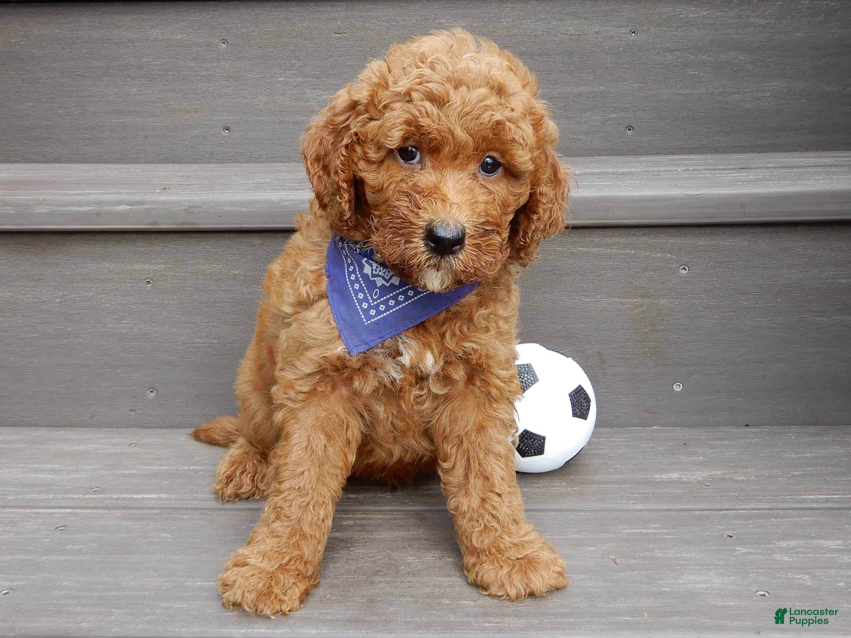Mini Goldendoodle dogs Chase - Ad 2