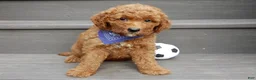 Mini Goldendoodle dogs for sale: Chase - Ad 2