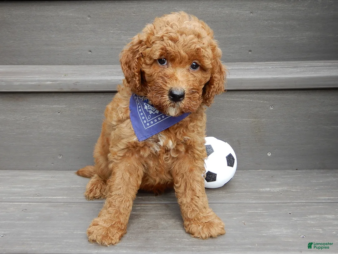 Mini Goldendoodle dogs for sale: Chase - Ad 2