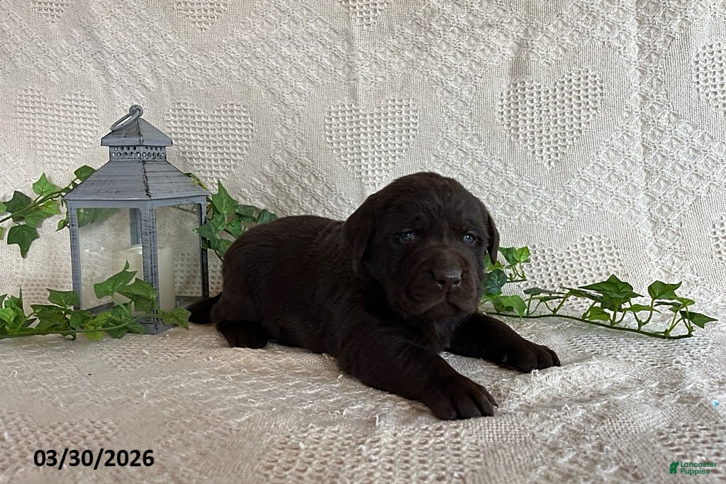 Labrador Retriever dogs Rollo - Ad 1