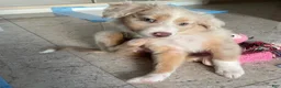 Australian Shepherd dogs for sale: Australian Shepherd 1 - Ad 3