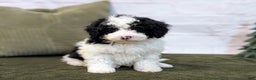 Bernedoodle dogs for sale: Oliver - Ad 1
