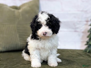 Bernedoodle dogs Oliver - Ad 14