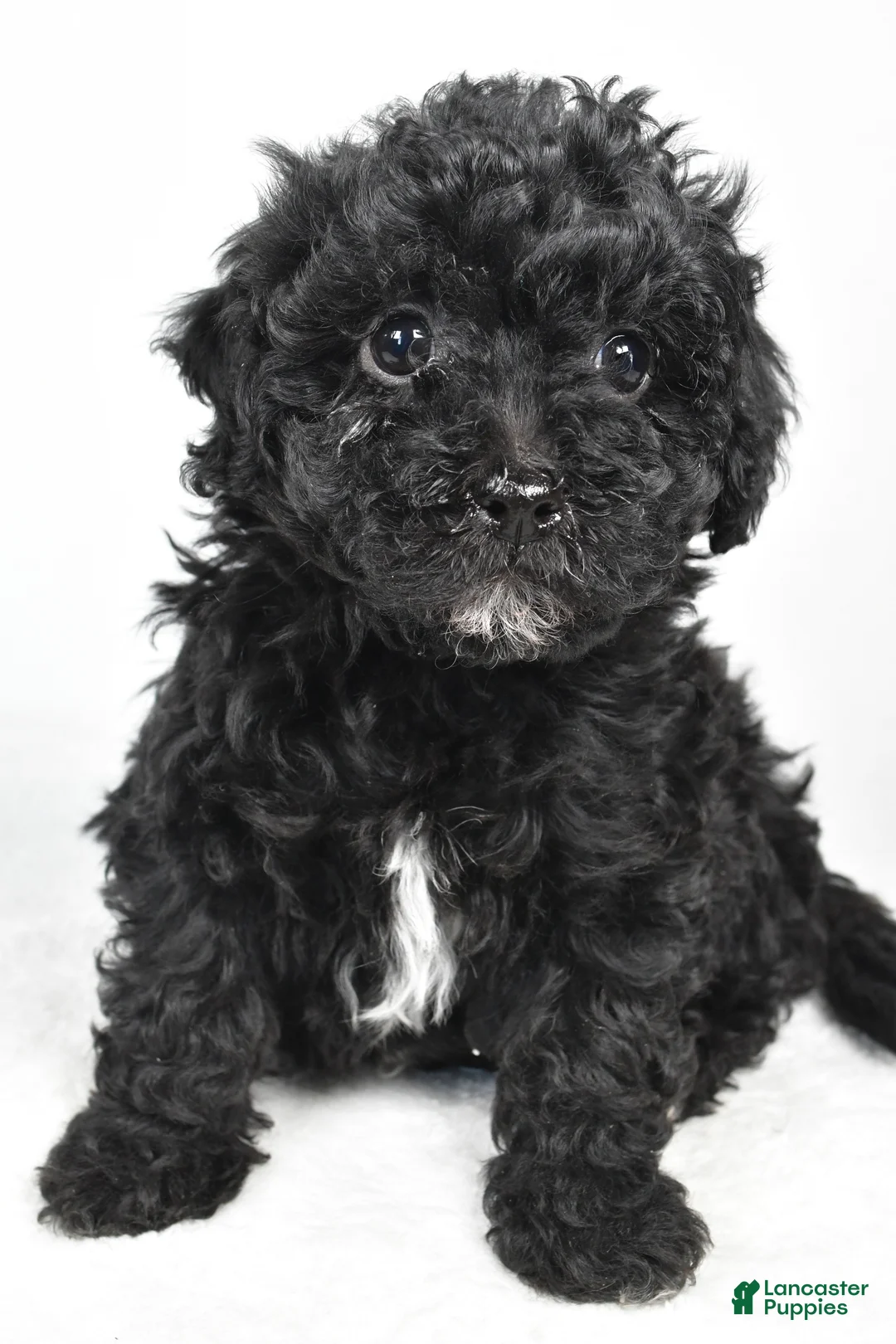 Yorkiepoo dogs for sale: Rina - Ad 3