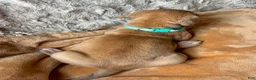 Great Dane dogs for sale: Pebbles  - Ad 3