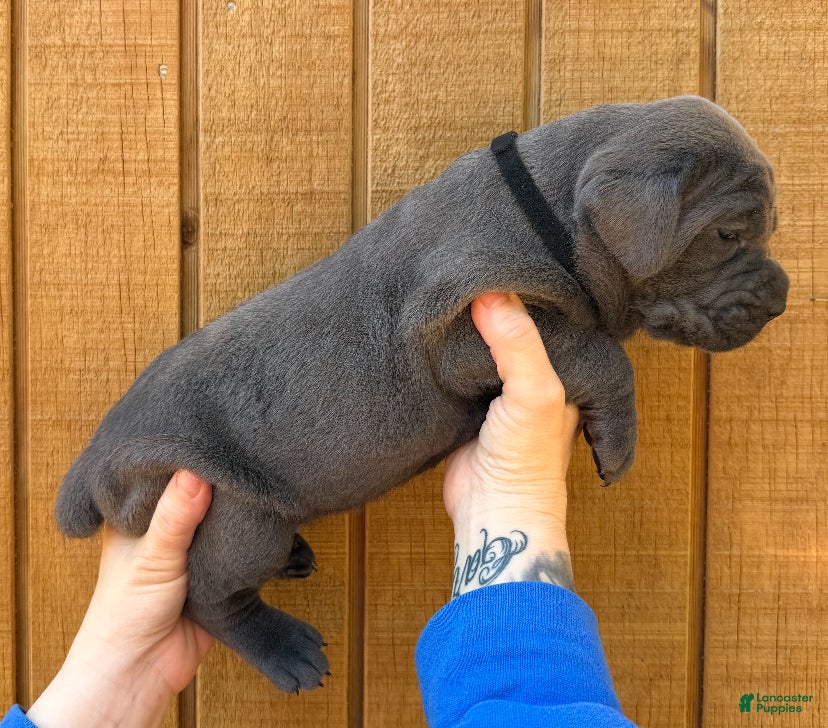 Cane Corso dogs Cane Corso Puppy 6 - Ad 1