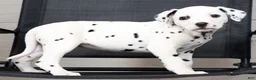 Dalmatian dogs for sale: Layla - Ad 9