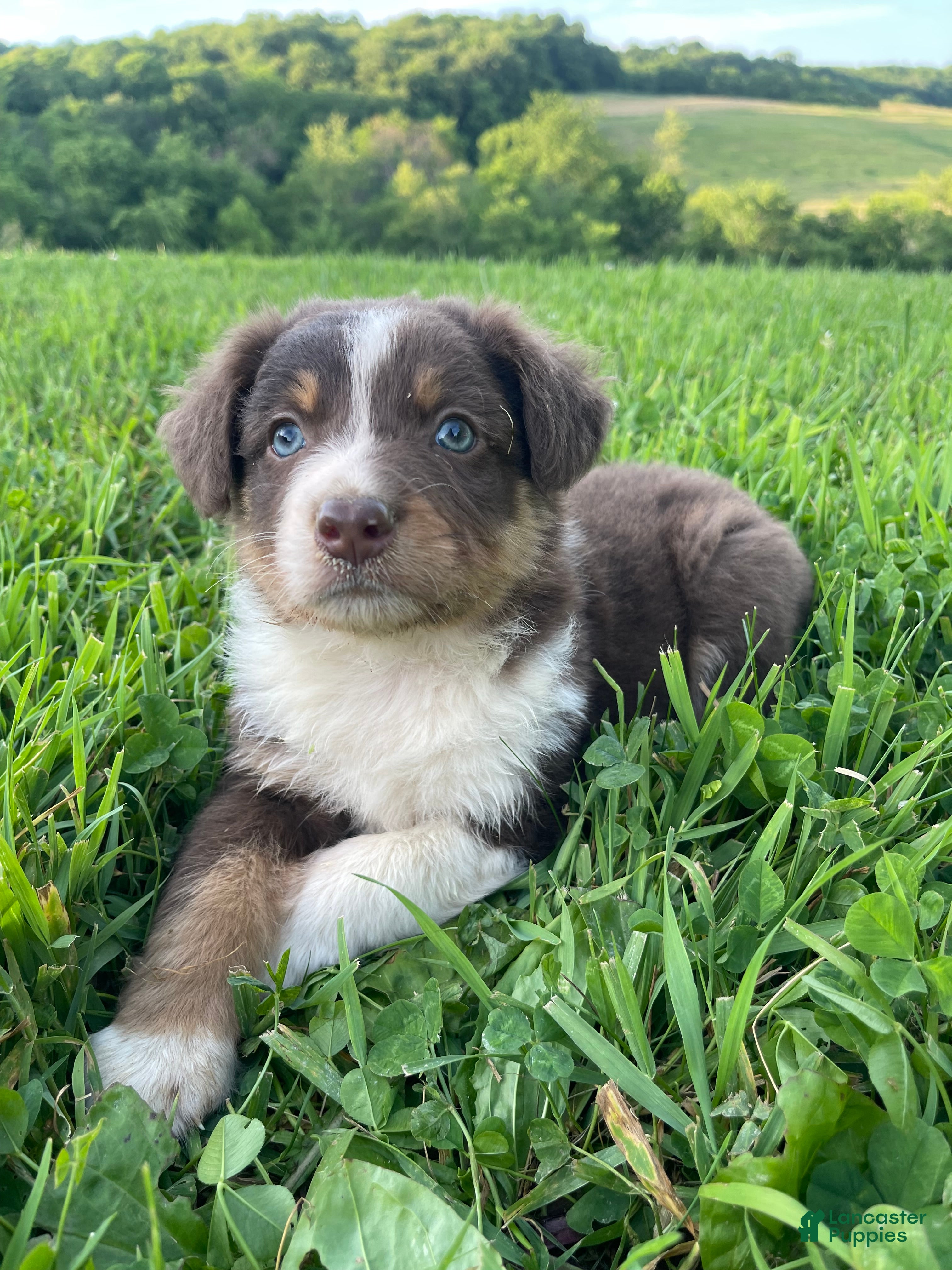 Australian Shepherd dogs Jake - Ad 1