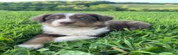 Australian Shepherd dogs for sale: Jake - Ad 1