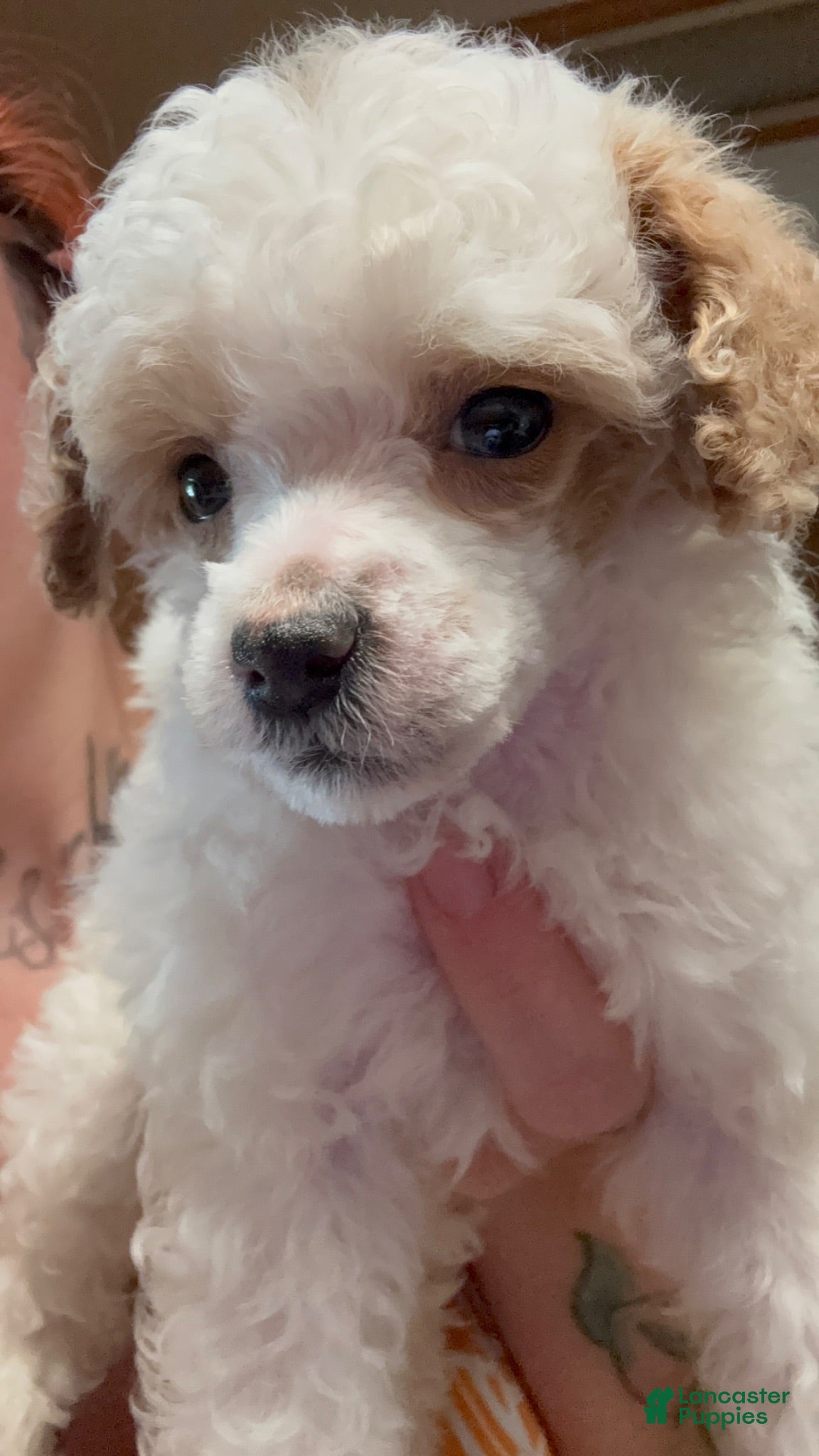 Miniature Poodle dogs Miniature Poodle 3 - Ad 2