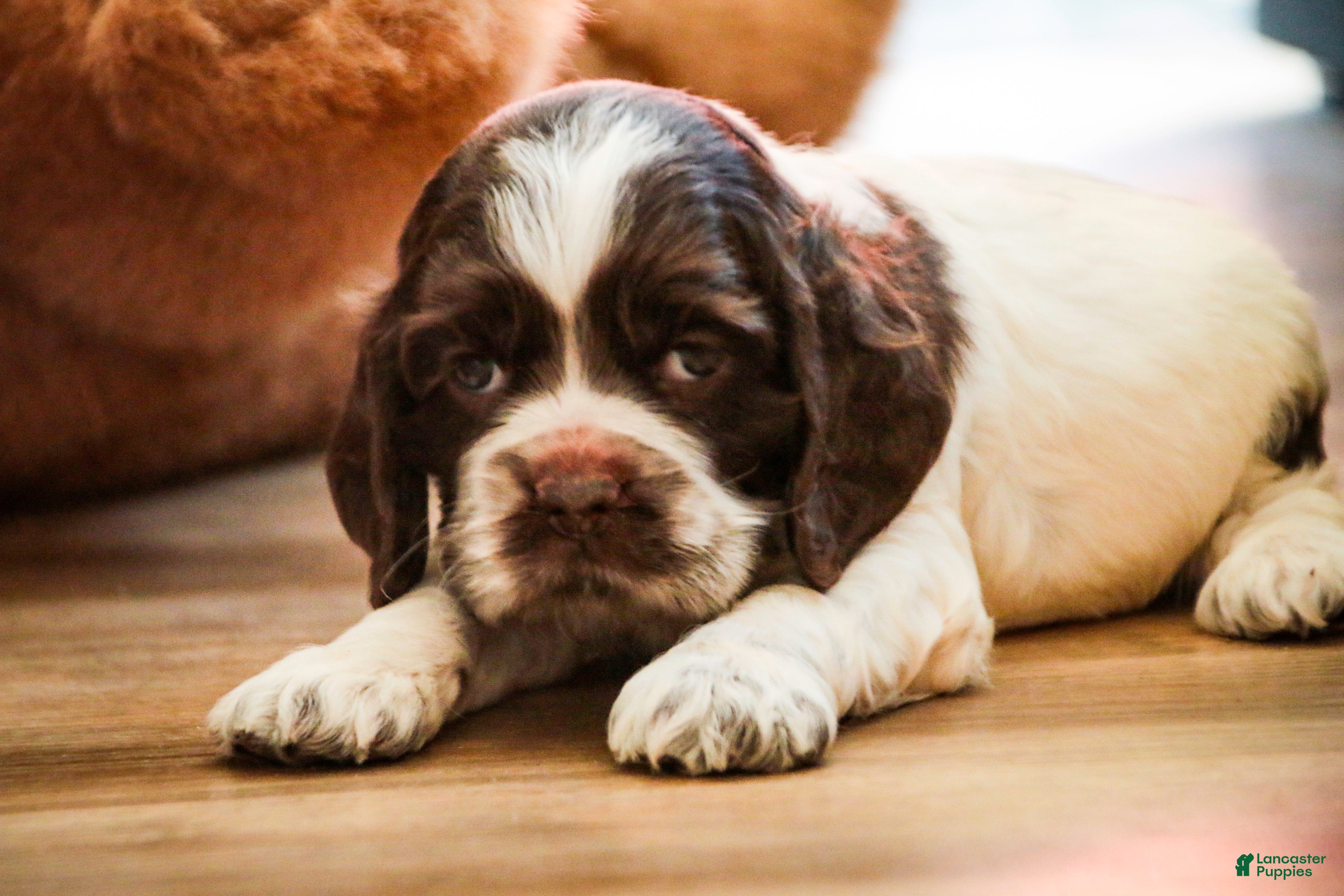Cocker Spaniel dogs Cocker Spaniel Puppy 2 - Ad 2
