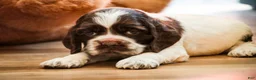 Cocker Spaniel dogs for sale: Cocker Spaniel Puppy 2 - Ad 2