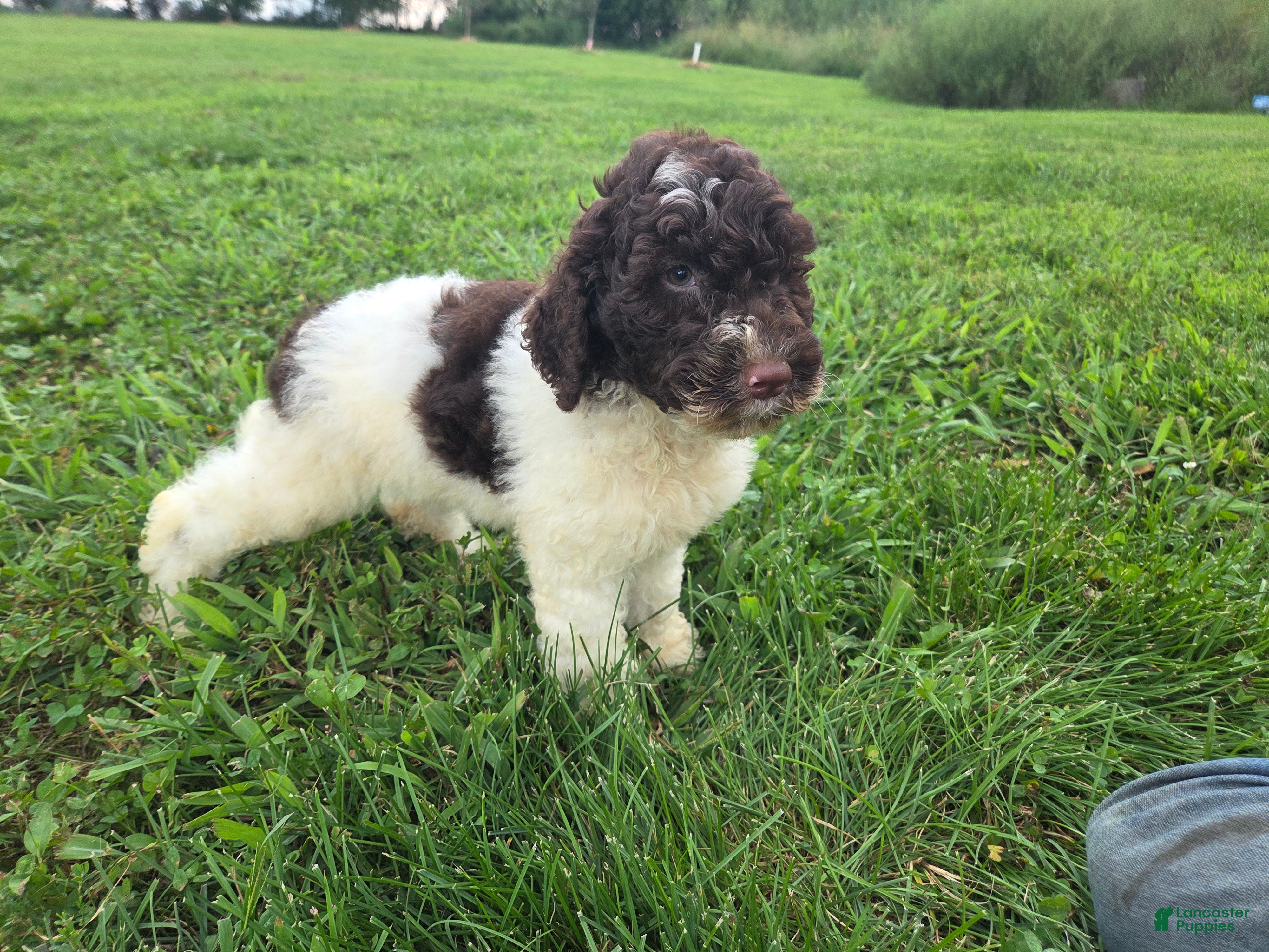 Goldendoodle dogs Felicity - Ad 2