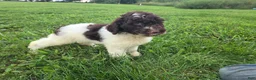 Goldendoodle dogs for sale: Felicity - Ad 2