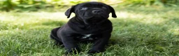 Cane Corso dogs for sale: Maple  - Ad 2