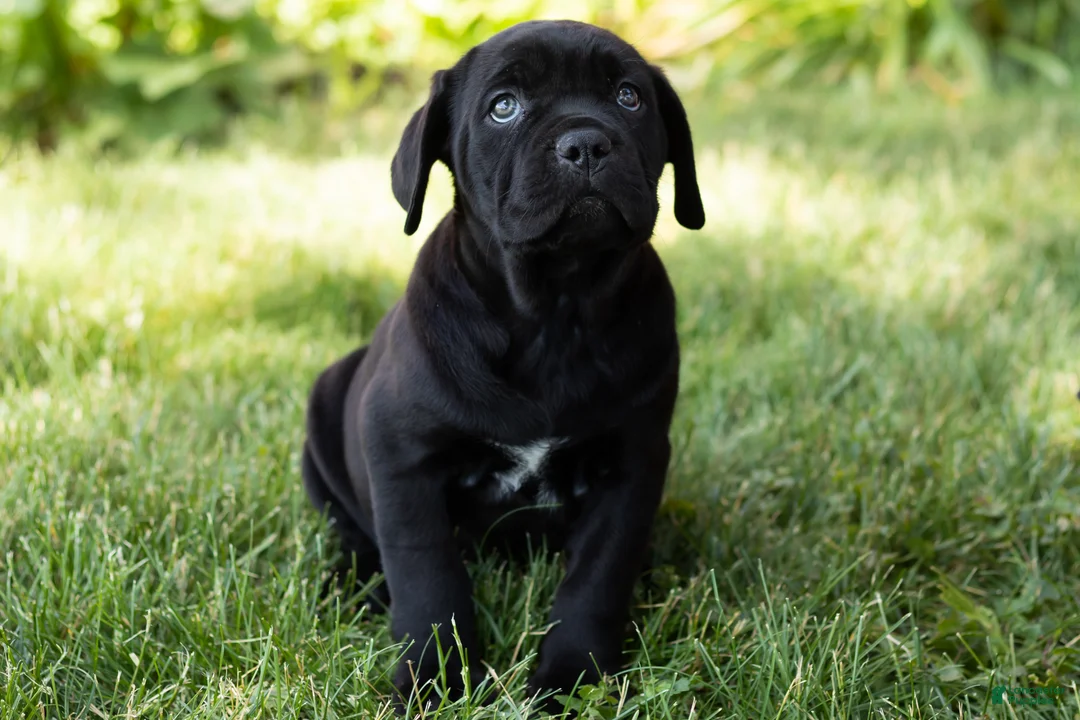 Cane Corso dogs for sale: Maple  - Ad 2