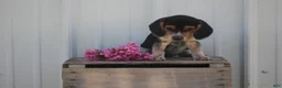 Beagle dogs for sale: Autumn  - Ad 1