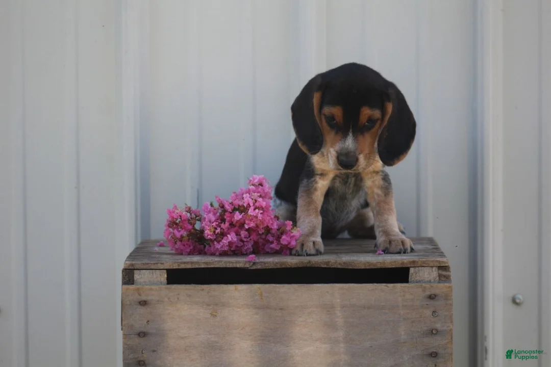Beagle dogs for sale: Autumn  - Ad 1