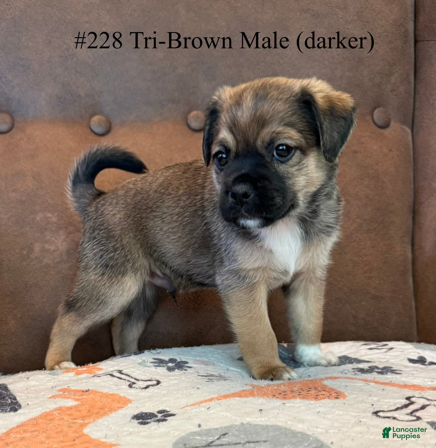 Jug dogs #228 tri-brown male (darker) - Ad 29