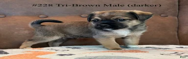 #228 tri-brown male (darker)