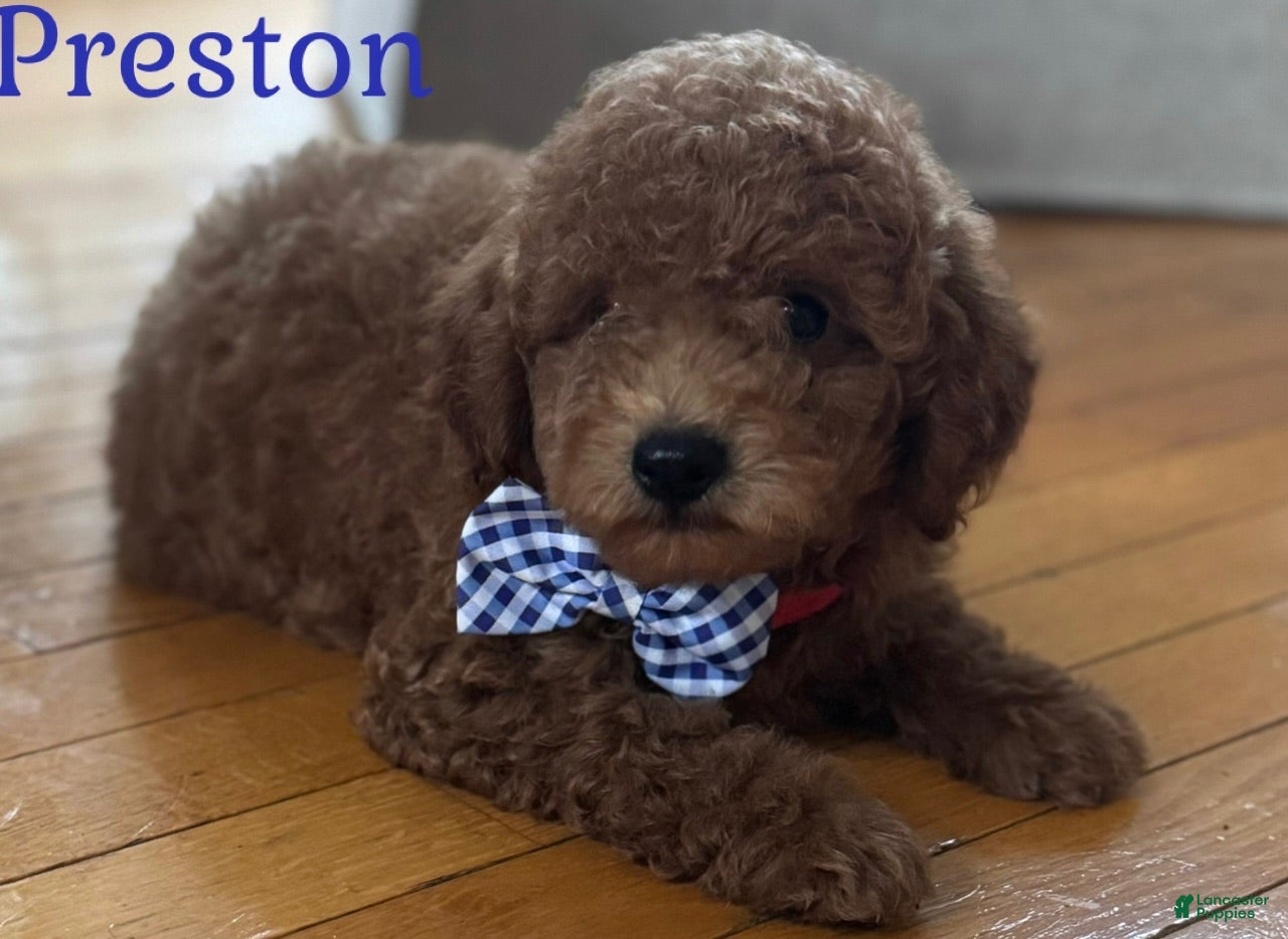 Mini Goldendoodle dogs Mini Goldendoodle 1 - Ad 29