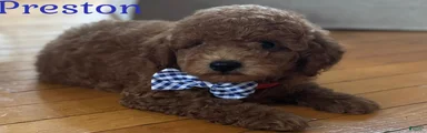 Mini Goldendoodle 1