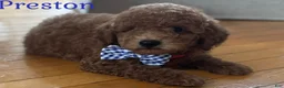 Mini Goldendoodle dogs for sale: Mini Goldendoodle 1 - Ad 1