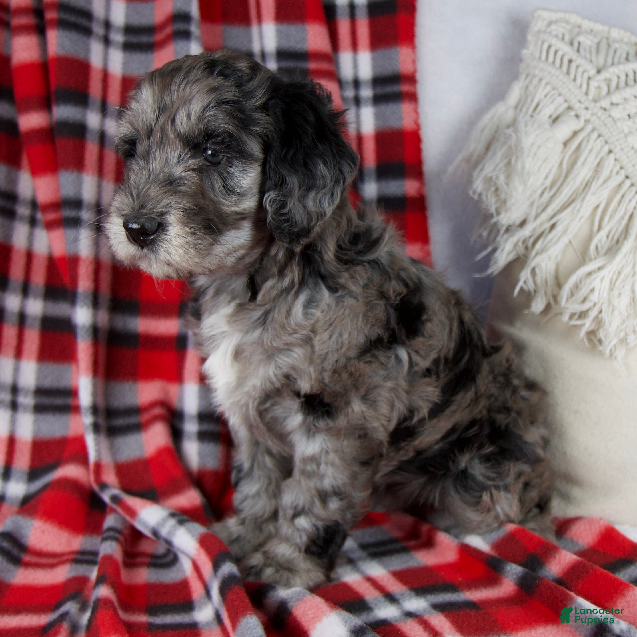 Schnoodle dogs Drew *Genetic Clear - Ad 2