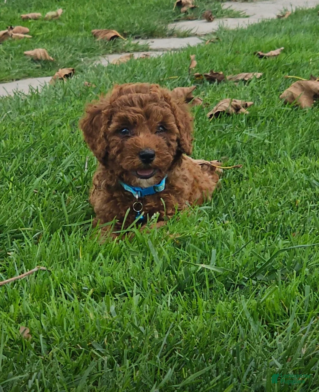 Miniature Poodle dogs for sale: Ollie - AKC Mini Poodle - Ad 2