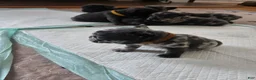 French Bulldog dogs for sale: French Bulldog 3 - Ad 7